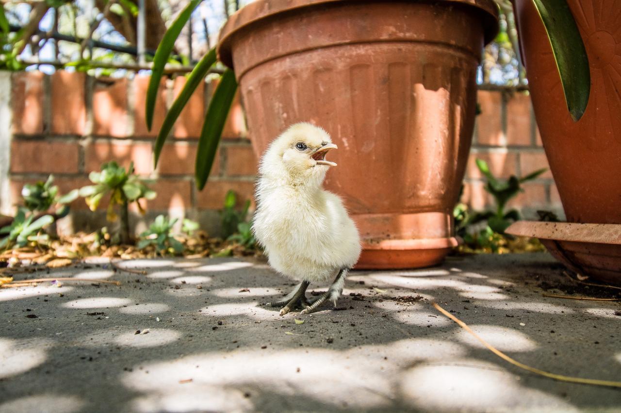 Il Gallo Con Gli Stivali Termoli Εξωτερικό φωτογραφία