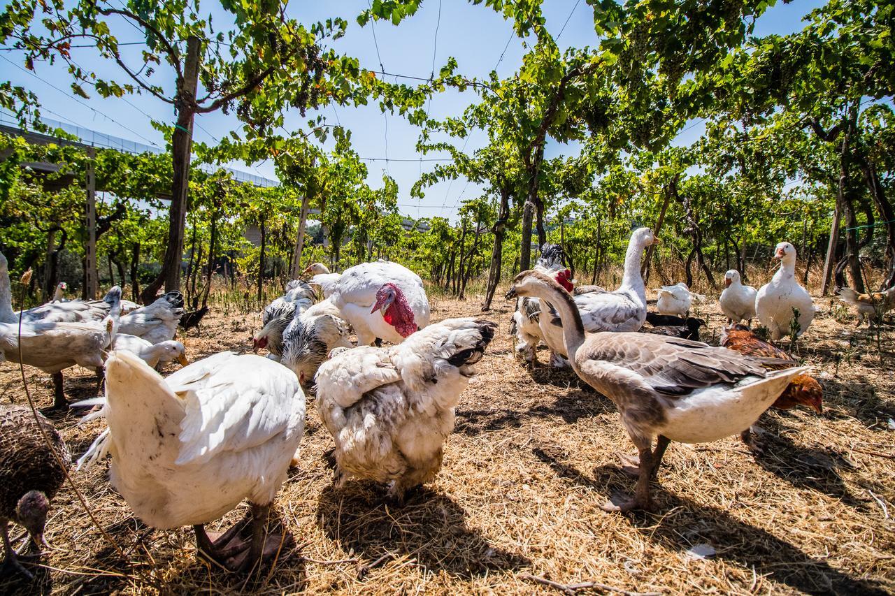 Il Gallo Con Gli Stivali Termoli Εξωτερικό φωτογραφία
