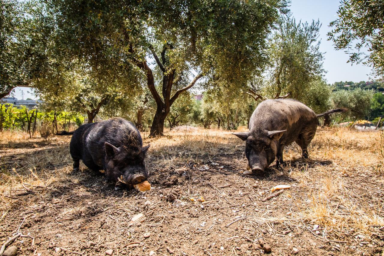 Il Gallo Con Gli Stivali Termoli Εξωτερικό φωτογραφία