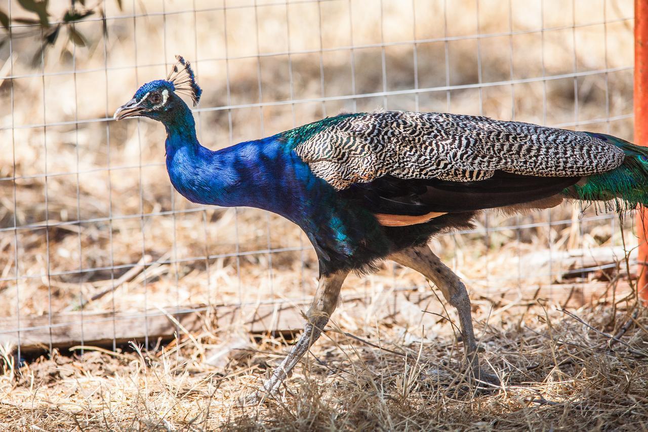 Il Gallo Con Gli Stivali Termoli Εξωτερικό φωτογραφία