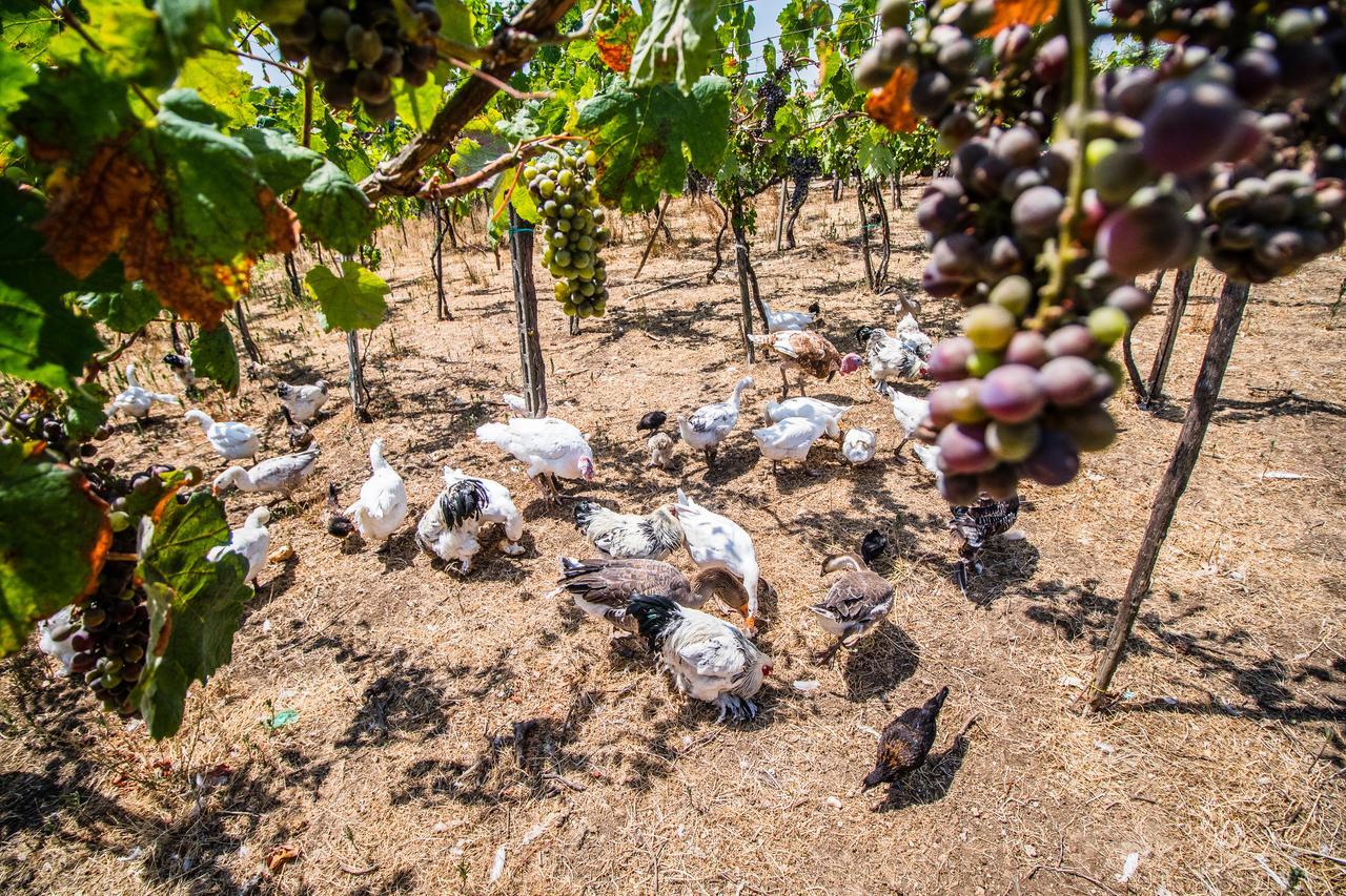 Il Gallo Con Gli Stivali Termoli Εξωτερικό φωτογραφία