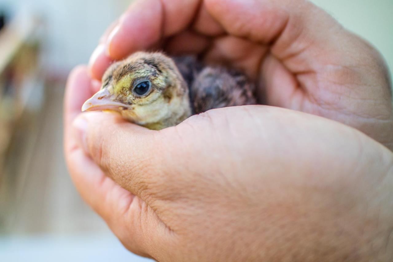 Il Gallo Con Gli Stivali Termoli Εξωτερικό φωτογραφία