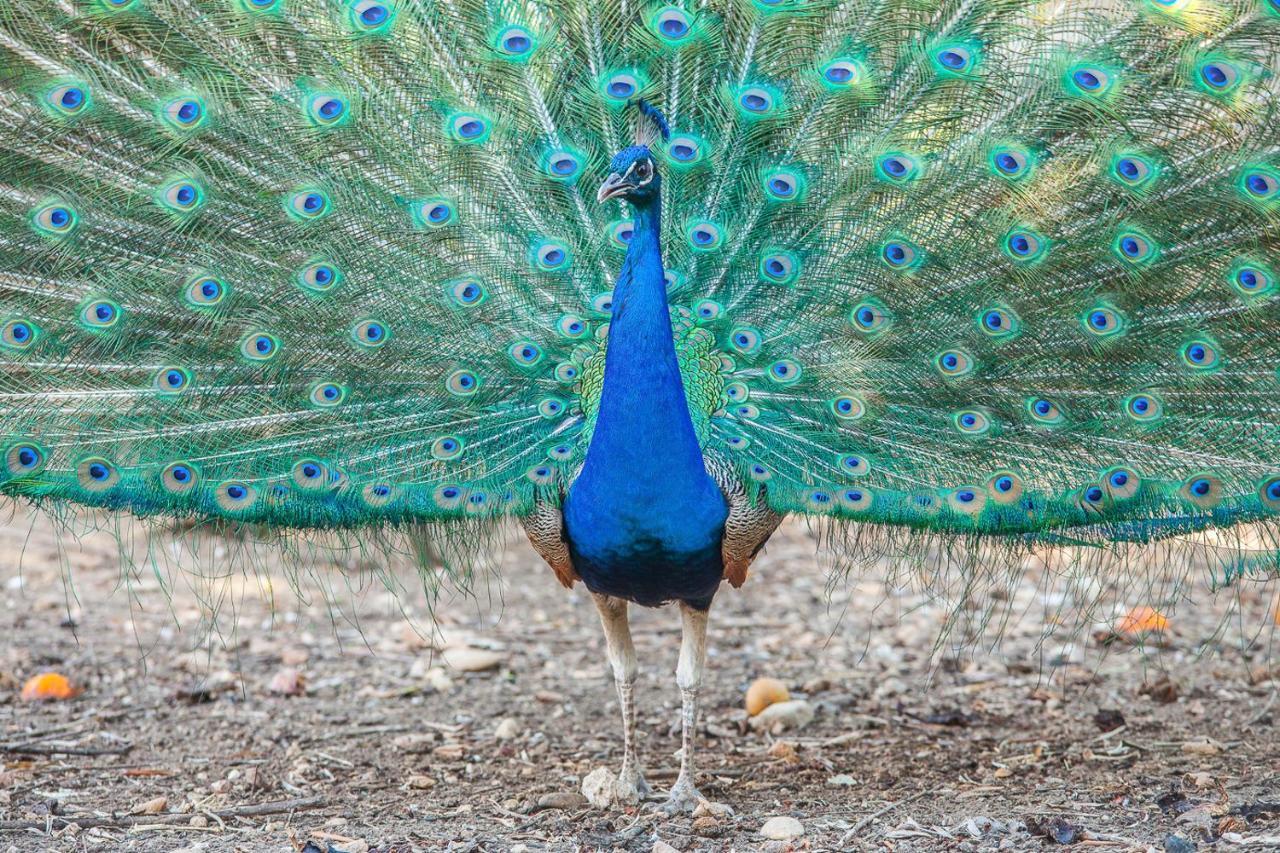 Il Gallo Con Gli Stivali Termoli Εξωτερικό φωτογραφία