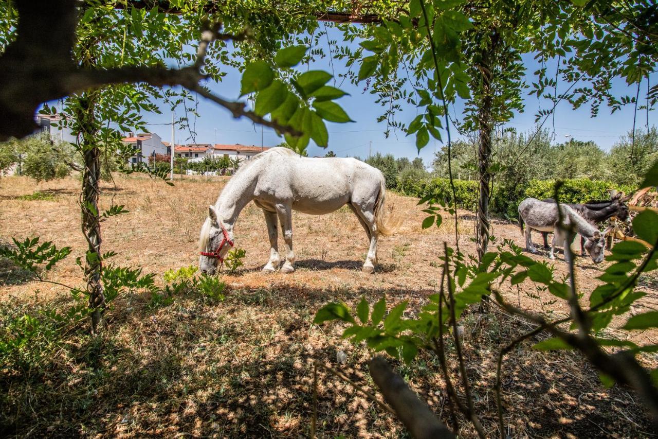 Il Gallo Con Gli Stivali Termoli Εξωτερικό φωτογραφία