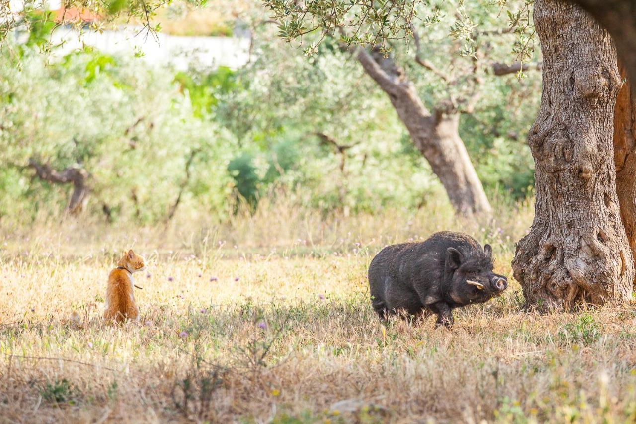 Il Gallo Con Gli Stivali Termoli Εξωτερικό φωτογραφία